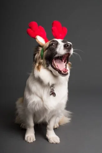Julehilsen Foto Goochie Poochie Grooming 3361714